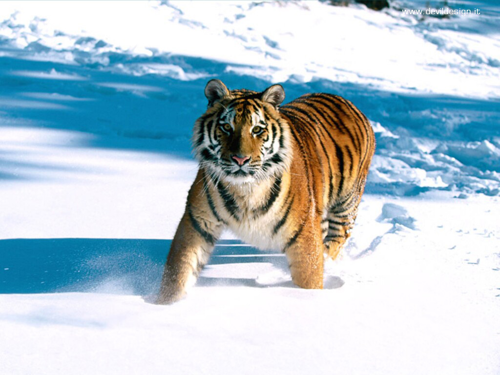 Majestic Grace, Siberian Tiger copia